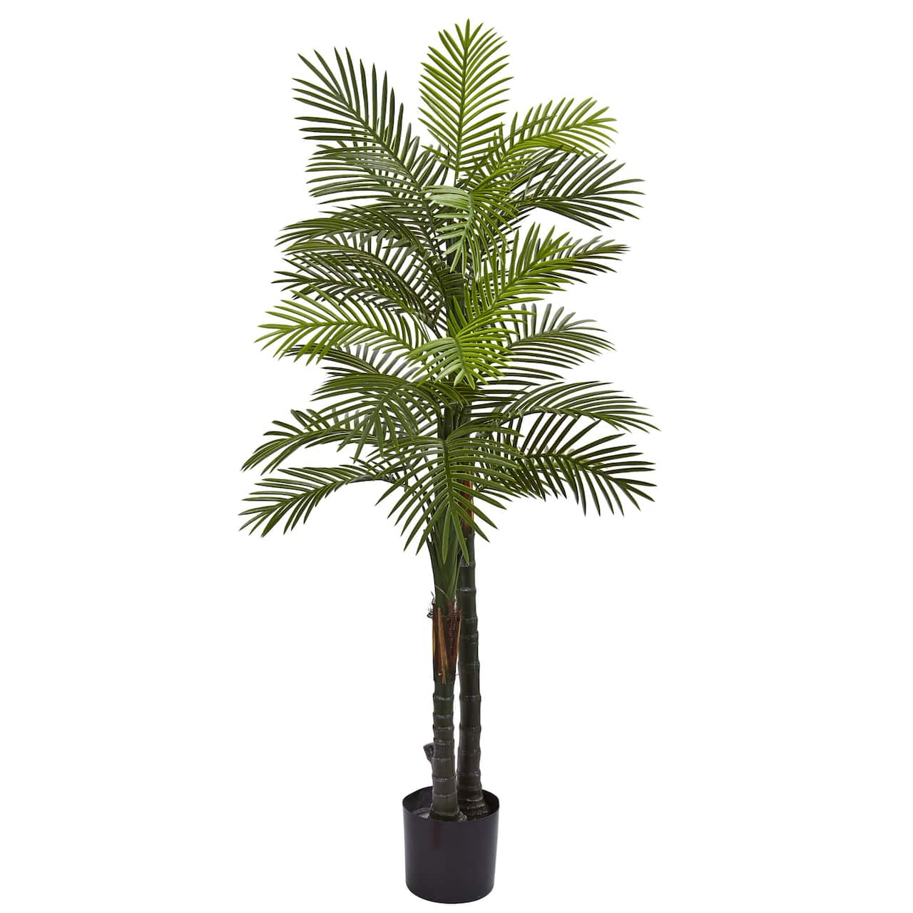 5.5ft. Potted Double Robellini Palm Tree